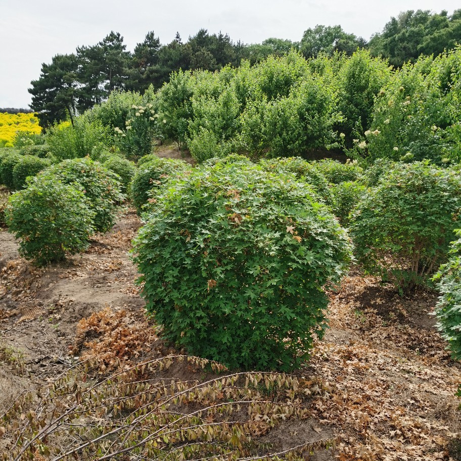 三角枫球 茶条槭球 三角枫小苗茶条槭墩小区庭院行道绿篱价格优惠