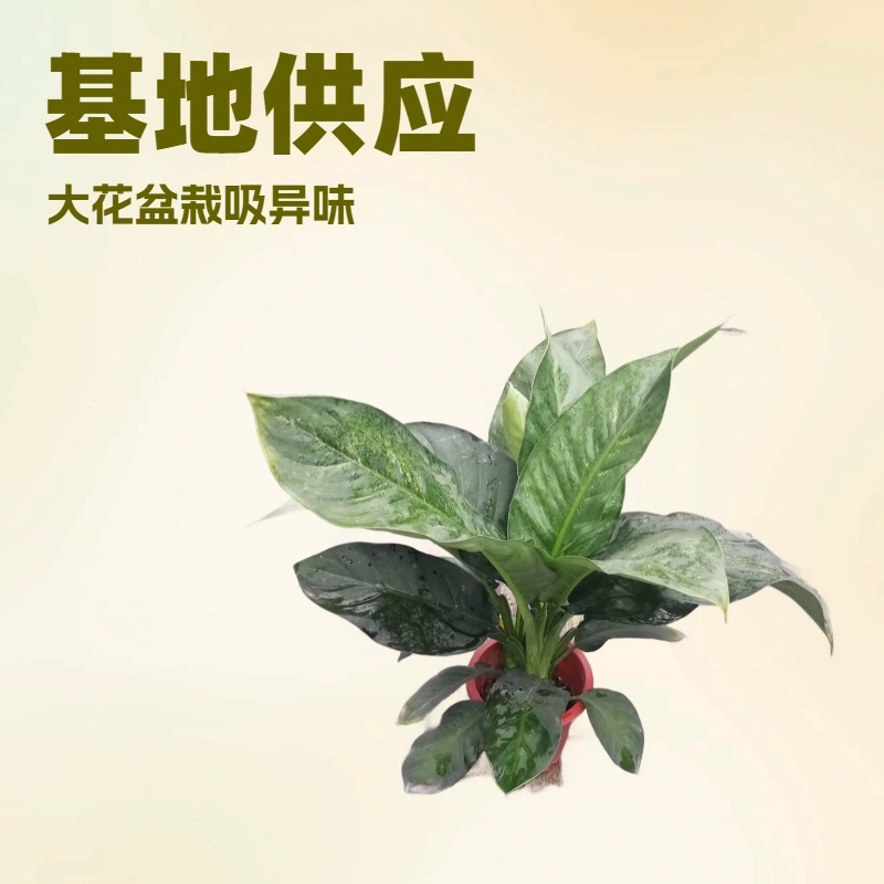 База снабжения Канцелярии крупные цветы и зеленые растения 5 горшков из зеленого повелитель садовые декоративные растения в горшках оптом