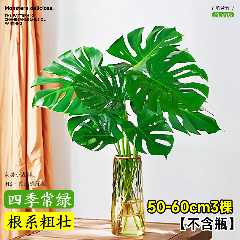 plantas de hidroponía de bambú de tortuga en el interior en cuatro estaciones buenas plantas verdes pequeñas en sala de estar hojas grandes plantas de maceta de pila vieja eliminación de formaldehído