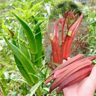Yellow Okra Seeds, Red Okra Seeds, Horned Okra Seeds, Balcony Potted Courtyard, High Yield, Easy to Grow, Multiple Harvests
