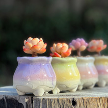 简约糖果色多肉花盆冰裂流釉创意个性小花盆清新可爱花盆彩虹盆器