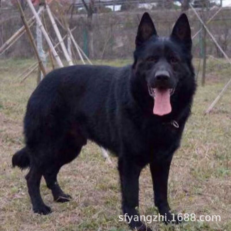 Retail Purebred East German Shepherd Puppy Male and Female Training Hunting Dog Price East German Shepherd Purebred Retail Purebred East German Shepherd Puppy Male and Female Training Hunting Dog Price East German Shepherd Purebred