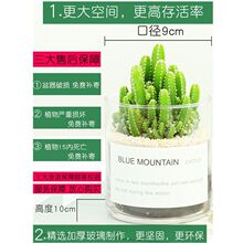 仙人掌盆栽多肉植物仙人球小盆栽室内开花好养绿植桌面电脑玉露