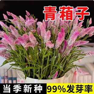�����ӷN������Ұ�u�ڻ���β���u���{��β�u�ڻ�ţβ����ș�ķNֲ