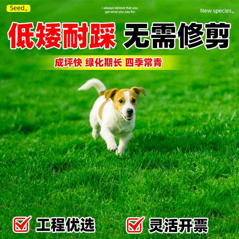 马尼拉草籽四季常青百慕大台湾2号草坪种子矮生绿化护坡固土