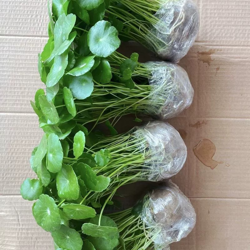 銅貨草水耕植物屋内オフィスデスクトップ鉢植え花四季常緑植物空気を浄化怠惰な人|undefined