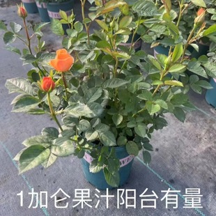 Juice Balcony Rose with Bag Chinese Red Juice Balcony Rose Flower Large Cup Juice Balcony Seedling