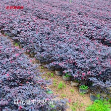 tľ^ľͥԺ·t~GhGСt~ʯ骘