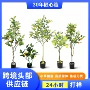 仿真盆栽跨境植物盆景