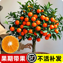 ɳ�ǽۘ�����������Ϸ������Nֲ���Ә���̽۹������޽�ɰ����