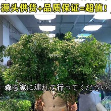 ˮֲ͏dr֦Gֲ҃ձRRľlrƿMƽ