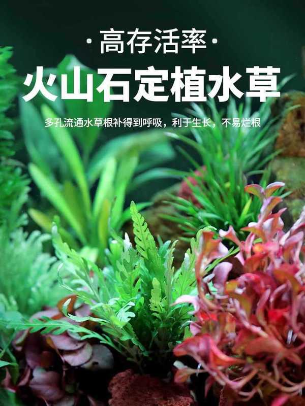 水槽造園パッケージ ネガティブウォーター フィディウム シンウッド ライブリアルウォーター 淡水無土壌植物 酸素化 フロア ローパール|undefined