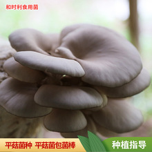 ƽ�������Nֲ���� 3��Ģ���������rƽ��Ʒ�N������ƽ���N��������