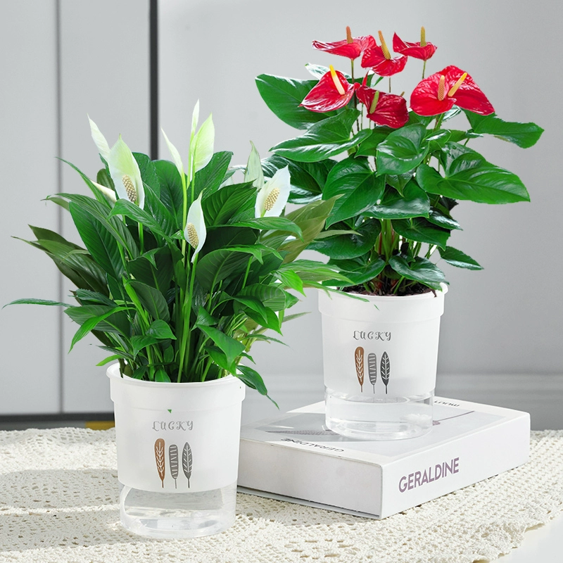 [2포트 패키지] 특급 안스리움 + 특급 화이트 팜 + [3잎 포트] + 영양액