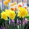 Flowerpot indoor four seasons, plant lamp, narcissus