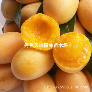 ��Ʒ�N�u���S����������޽��������Ϸ������Nֲ���Թ��䮔��Y��