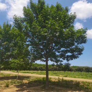 �@�ֹ���   �G����ľ   �����ڰ�Ϟ���� �G����N ����ֱ�N