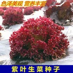 紫叶生菜种子有机沙拉菜种子四季种植耐寒热庭院大田蔬菜种子菜籽