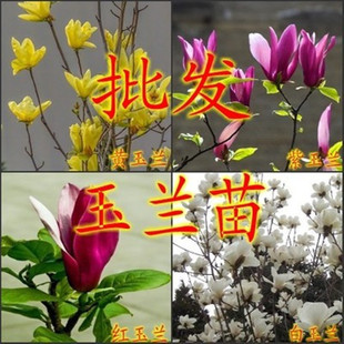 �t���m��������m����G�����l�����m��������m�޽����m�V���m��