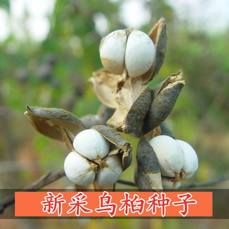 新采乌桕种子腊子树种子山乌桕种子桕子树木子树四季播种林木种籽