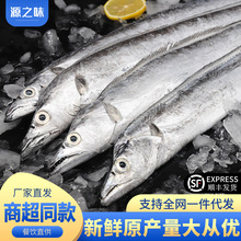 带鱼冷冻东海大白带鱼带鱼捕捞整条海鲜水产整箱商用批发包邮