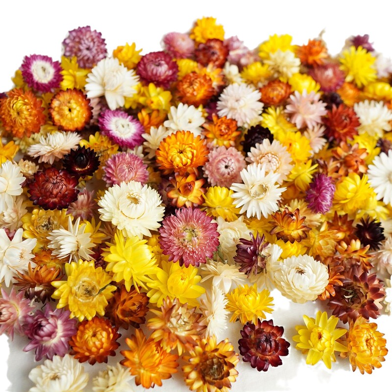 雲南の源の工場のばら売りの菊の頭の手作りの材料の乾いた花の麦わらの菊の花の頭はコスモスの七色の菊を卸売りします。|undefined