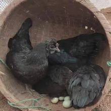 五黑鸡纯种活苗脱温五黑鸡幼苗青年五黑鸡正宗高产绿壳蛋五黑鸡