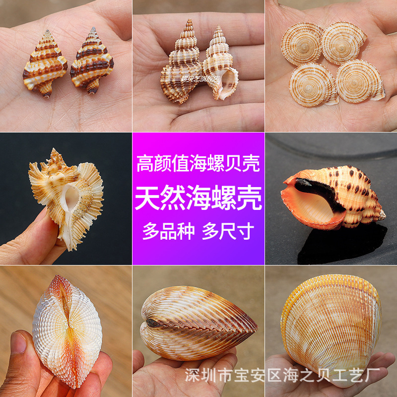Natural conch shell rare collection specimen treasure snail shooting props fish tank landscaping home decoration ornaments wholesale