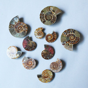 ���ݻ�ʯ������ԭʯԭ�V�V��˱���Ƭ�ݾջ��ݵVʯ�˱��̌W