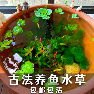 Ancient Fish Farming Materials to Purify Water Quality, Mud-Free Water Landscaping Package, Green Nine-Crown Green Chrysanthemum, Centipede, Hibiscus, Water Hyacinth