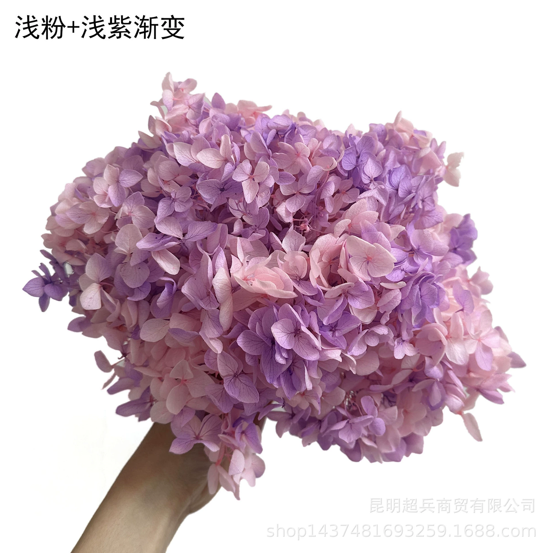 [Вечная Life Flower Hydrangea] Анна Градиентный цвет Лист Hydramid Книга цветов оптом DIY цветочная коробка материал для просмотра