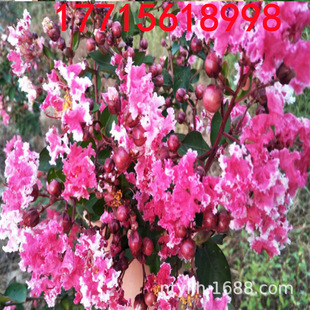 日本百日紅圖片 海量高清日本百日紅圖片大全 阿里巴巴