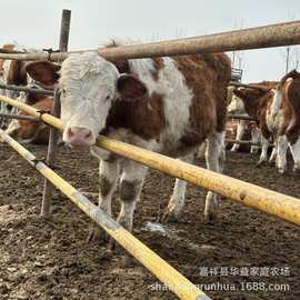 西门塔尔牛肉牛好养吗 肉牛犊图片 西门塔尔牛养殖场