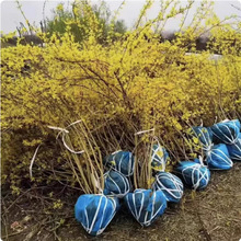 基地直销园林绿化苗木 多年丛生连翘苗 黄老虎苗 庭院道路工程苗