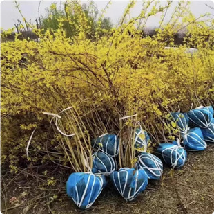 ����ֱ�N�@�־G����ľ ���ꅲ���B�N�� �S�ϻ��� ͥԺ��·������