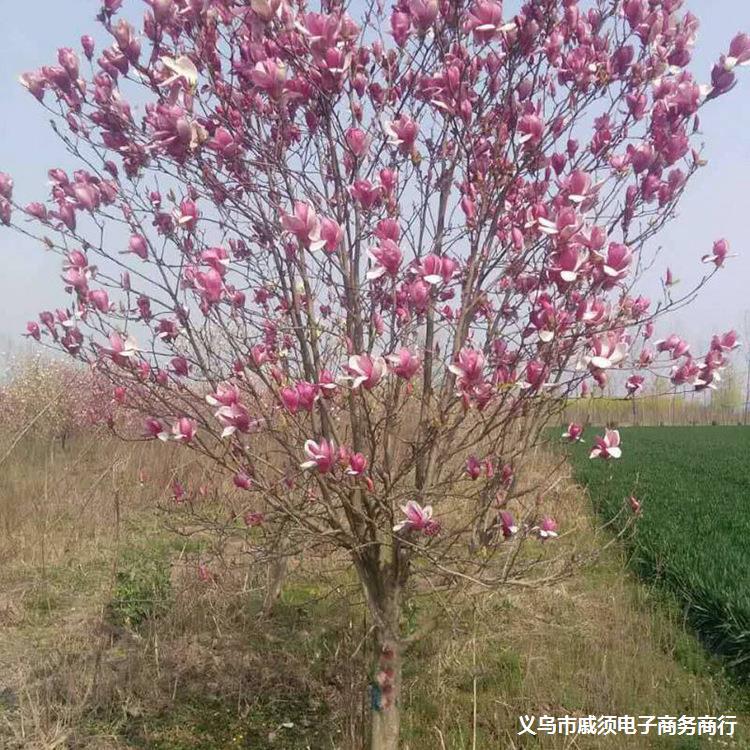 基地直销嫁接红玉兰树苗 批发红玉兰 紫玉兰 工程绿化苗木价格优