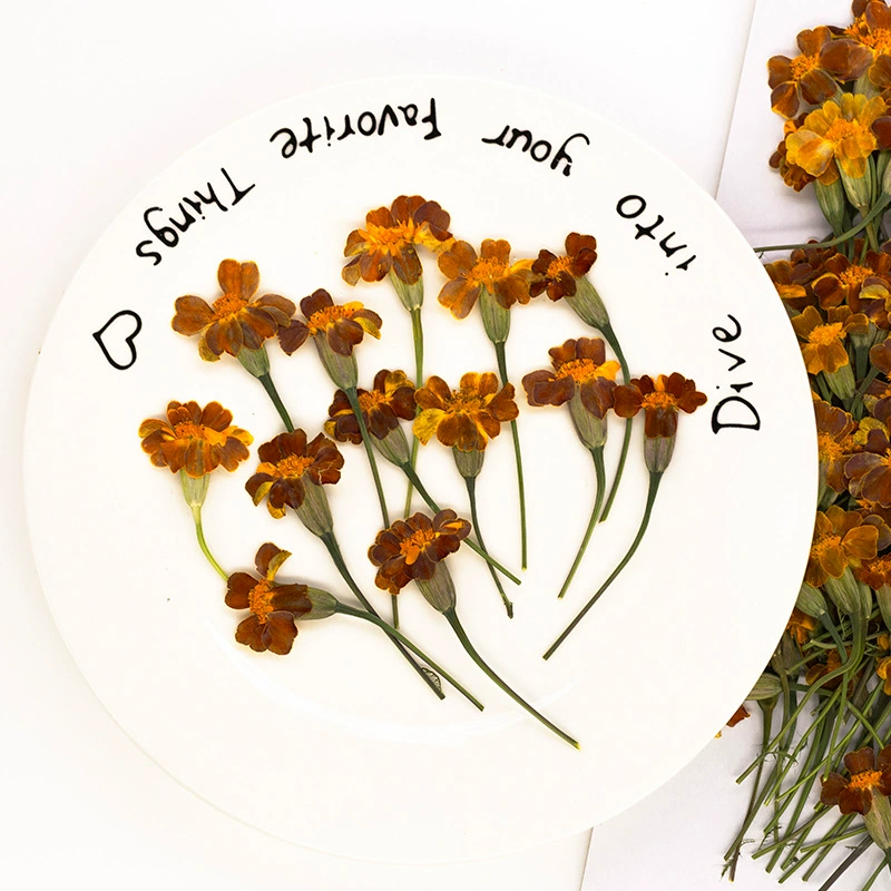 Календула сушеный цветок тисненый образец растения оптовая перегородка фоторамка настольная лампа настоящий цветок дизайн ногтей лицо декоративный цветок