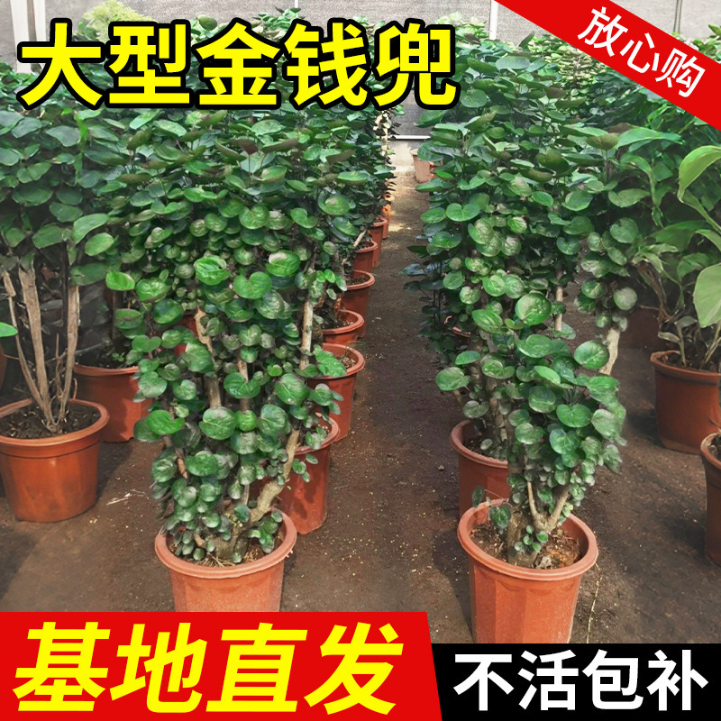 Money Tree Potted Plant with Round Leaves, Old Stump, Suitable for Living Room Indoor Use, Easy to Maintain, Large Green Plant for All Seasons Money Tree Potted Plant with Round Leaves, Old Stump, Suitable for Living Room Indoor Use, Easy to Maintain, Large Green Plant for All Seasons