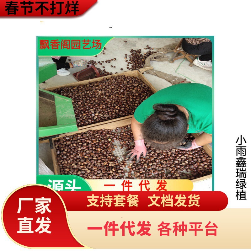 Grafted Chestnut Seedlings, Two New Early Chestnut Seedlings, Extra Large Chestnut Seedlings, Fruit Tree Seedlings Planted in the South and North Grafted Chestnut Seedlings, Two New Early Chestnut Seedlings, Extra Large Chestnut Seedlings, Fruit Tree Seedlings Planted in the South and North