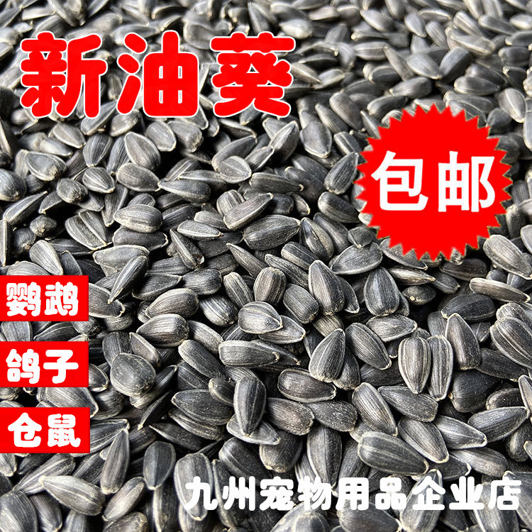 黑珍珠小瓜子/葵花子/油葵籽 鳥食 倉鼠零食鳥糧 鴿糧500g