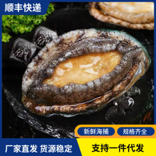 新鲜冷冻鲍鱼海捕鲜活速冻大鲍鱼佛跳墙原料商用海鲜水产批发