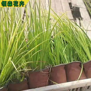 Landscaping Golden Leaf Sedges, Golden Leaf Calamus, Perennial Evergreen Aquatic Plants, Wetland Greening