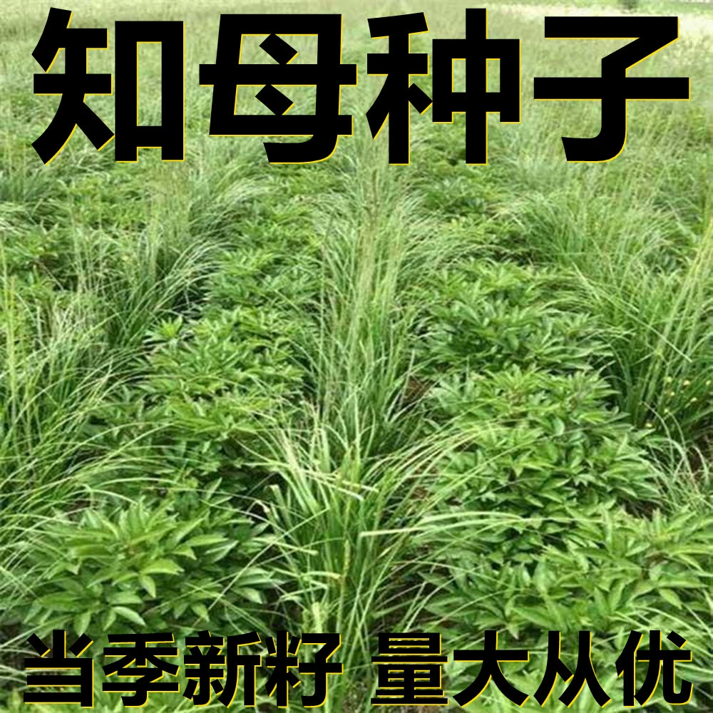 Семена анемаррены 500г в мешках оптом, прямые поставки с места происхождения, сезонные новые семена, семена садовых растений