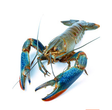 青龙虾 青龙虾品牌 图片 价格 青龙虾批发 阿里巴巴
