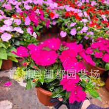 �P�ɻ����ذ��ɫ�� ��� 30cm  ������ ͥԺ�����߅�� ����ֱ��
