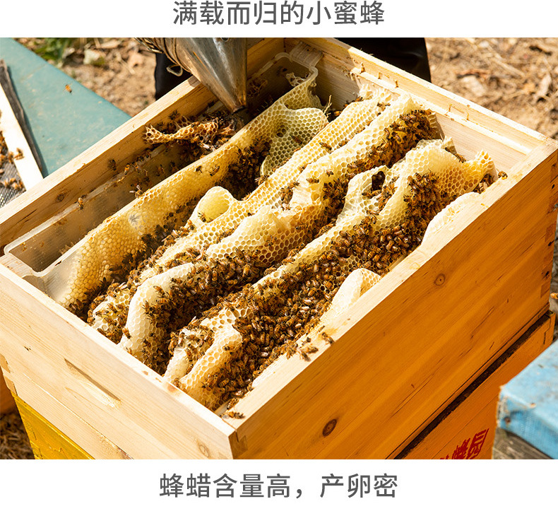 蜂蜜一件代发