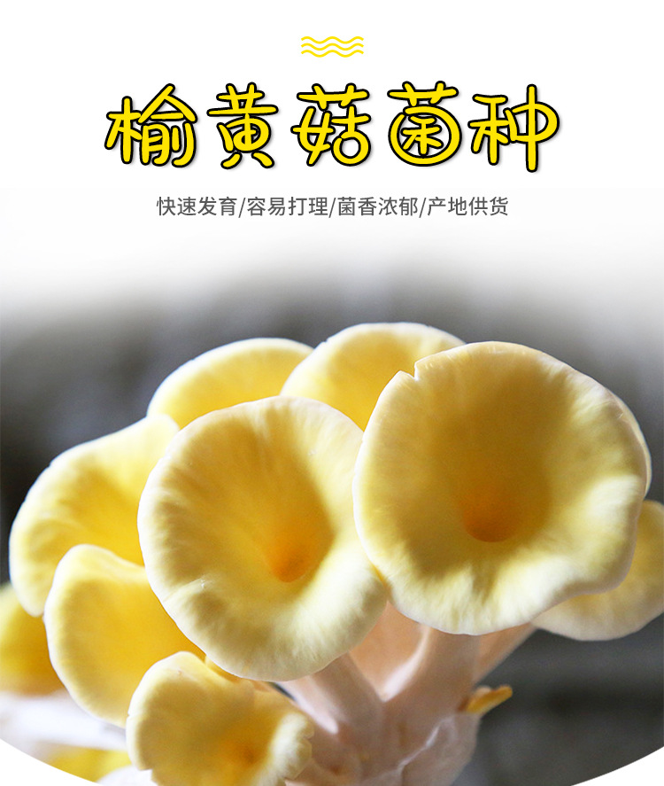 榆黄菇菌种---榆黄菇菌包菌棒6斤_04.jpg