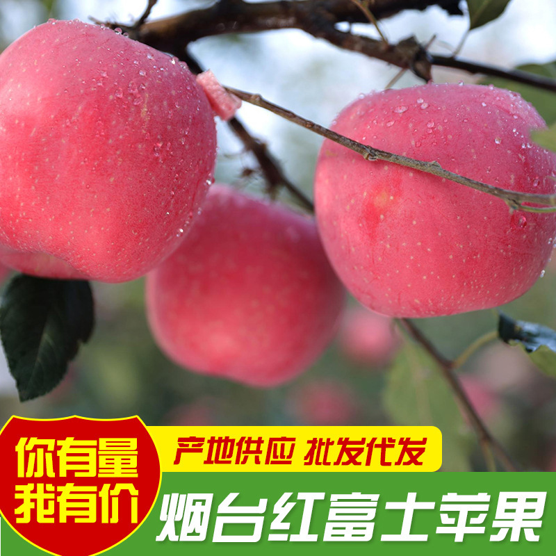 Yantai Red Fuji Apples, Fresh Fruit Wholesale, Crisp and Sweet, Delicious, High-Quality Fresh Fruit Direct from the Source Yantai Red Fuji Apples, Fresh Fruit Wholesale, Crisp and Sweet, Delicious, High-Quality Fresh Fruit Direct from the Source