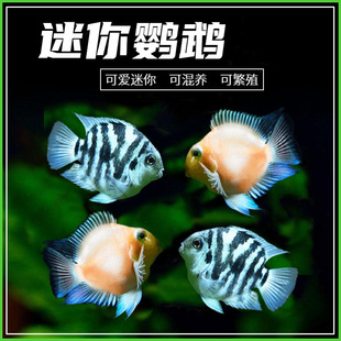 �Ꭷ�^�p�~ �{�����W�^�~���w�~��ˮȺ���~�ݸ��~ �Bֳ���������l