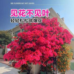 ����÷�������������ļ��_���ܲ��������ذ�ֲ���҃��̨ͥԺ����